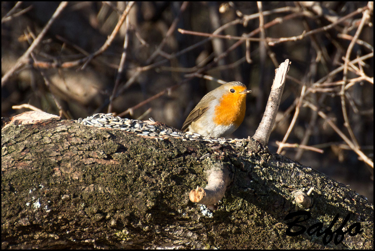 Il sempre bel Pettirosso.